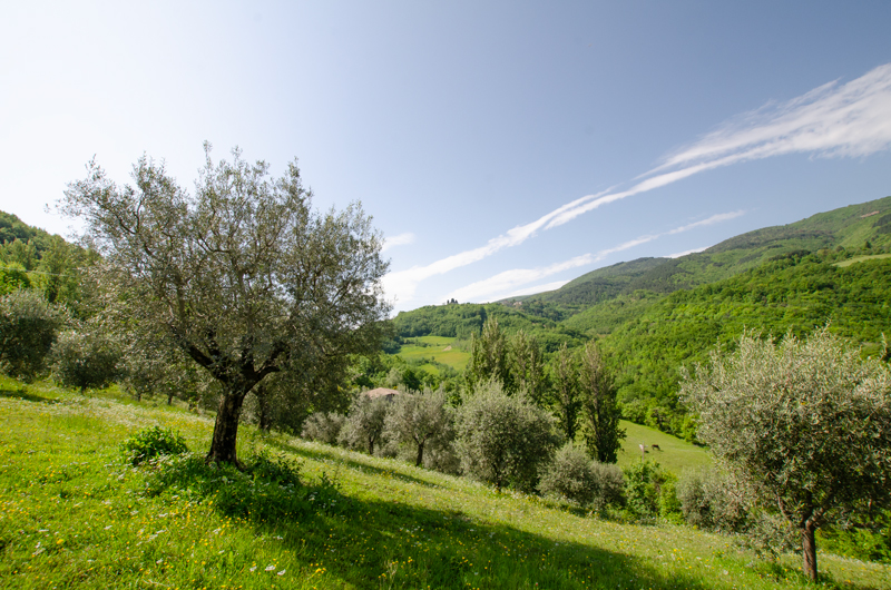 Olive trees